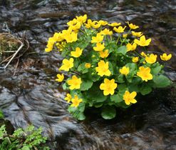 Blatouch bahenní (Caltha palustris), vlhká stanoviště