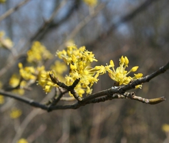 Dřín jarní (Cornus mas) - dřevina, druh vyžadující další pozornost (C4a), zákonem chráněný