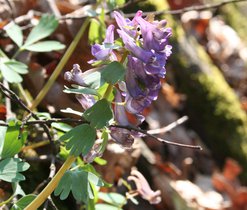 Dymnivka plná (Corydalis solida) -– listeny v květenství jsou na konci dělené, Jarní efemery lesů a lesních lemů, druh vyžadující pozornost (C4a) 