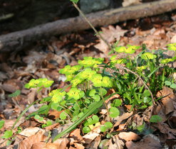 Mokrýš střídavolistý (Chrysosplenium alternifolium), vlhká stanoviště