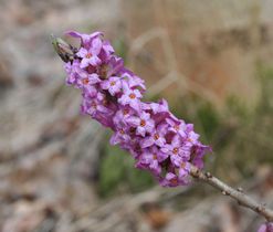 Lýkovec jedovatý (Daphne mezereum) - dřevina, druh vyžadující pozornost (C4)