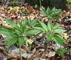 Kyčelnice devítilistá (Dentaria eneaphylos), jarní efemery lesů a lesních lemů, druh vyžadující pozornost (C4a)
