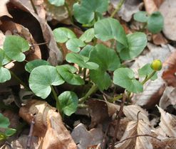 Orsej jarní (Ficaria verna), vlhká stanoviště