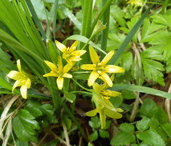 Křivatec žlutý (Gagea lutea), vlhká stanoviště