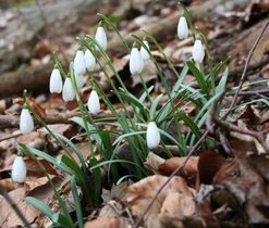 Sněženka podsněžník (Galanthus nivalis), jarní efemery lesů a lesních lemů, ohrožený druh (C3), zákonem chráněná