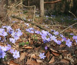 Jaterník podléška (Hepatica nobilis), jarní efemery lesů a lesních lemů