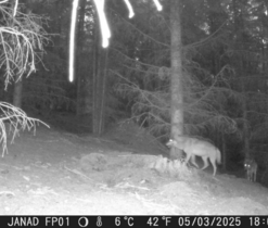 Vlk obecný_foto: Správa CHKO MK