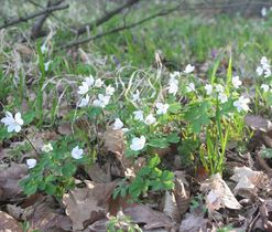 Zapalice žluťuchovitá (Isopyrum thalictroides) - jarní efemery lesů a lesních lemů, druh vyžadující pozornost (C4a)