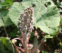 Devětsil lékařský (Petasites hybridus), vlhká stanoviště