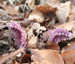 Podbílek šupinatý (Lathraea squamaria), vlhká stanoviště