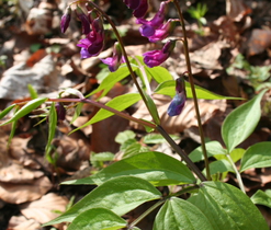 Hrachor jarní (Lathyrus vernus), jarní efemery lesů a lesních lemů