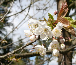 Třešeň ptačí (Prunus avium) - dřevina