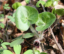 Kopytník evropský (Asarum europaeum), jarní efemery lesů a lesních lemů