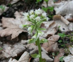 Devětsil bílý (Petasites albus), vlhká stanoviště