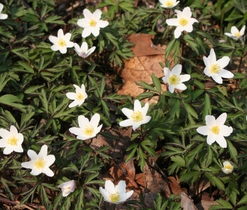 Sasanka hajní (Anemone nemorosa), jarní efemery lesů a lesních lemů