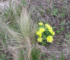 Hlaváček jarní (Adonis vernalis), stepní stanoviště