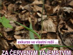 Za červeným tajemstvím Chlumské hory Za červeným tajemstvím Chlumské hory