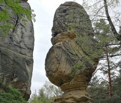 Skalní hřib
