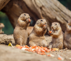zoo brno