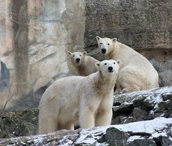 zoo brno 2