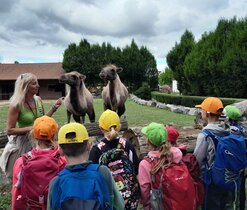 máme rádi velbloudy