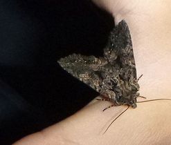 Pestroskvrnka zimolezová (Mniotype satura), čeleď můrovití (Noctuidae).