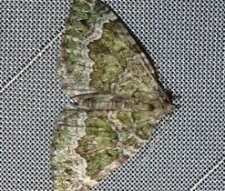 Zubočárník olivový (Colostygia olivata), čeleď píďalkovití (Geometridae)