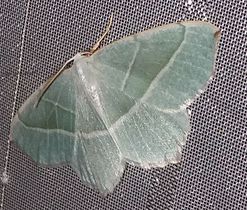 Běločárník bukový (Campaea margaritaria), čeleď píďalkovití (Geometridae)