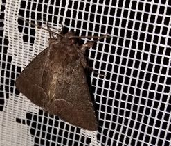 Blýskavka travní (Thalpophila matura), čeleď můrovití (Noctuidae).