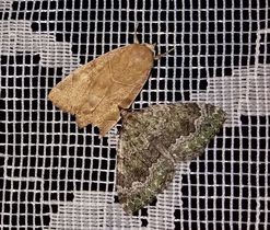 Nahoře Kosočárnice javorová (Cosmia trapezina), čeleď můrovití (Noctuidae), dole Zubočárník olivový (Colostygia olivata), čeleď píďalkovití (Geometridae)