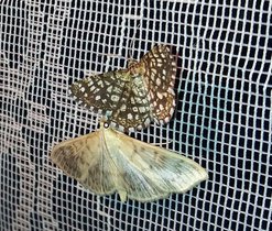 Nahoře Kropenatec jetelový (Chiasmia clathrata), čeleď píďalkovití (Geometridae), dole Zavíječ kopřivový (Pleuroptya ruralis), čeleď zavíječovití (Pyralidae)