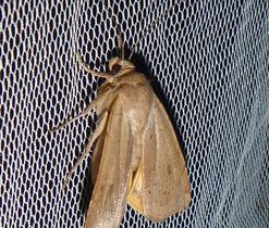 Osenice prvosenková (Noctua comes), čeleď můrovití (Noctuidae).