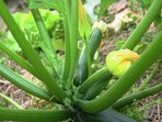 Chemie v zemědělství a zahrádkaření Chemie v zemědělství a zahrádkaření