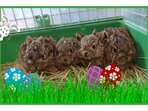 Velikonoce v Domě přírody Poodří Velikonoce v Domě přírody Poodří