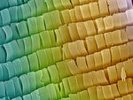 Křídla motýla Papilio ulysses scales