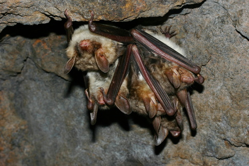 12a_Myotis myotis_Tájek 12a_Myotis myotis_Tájek