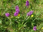 Do mariánskolázeňských parků nejen za orchidejemi Do mariánskolázeňských parků nejen za orchidejemi