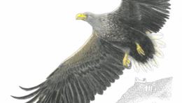 Pod křídly orla: druhy Pálavy zblízka