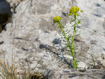 Botanická exkurze do NPR Vývěry Punkvy a na škrapové stráně Botanická exkurze do NPR Vývěry Punkvy a na škrapové stráně