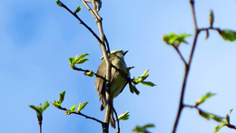 Vítání ptačího zpěvu v Olomouci