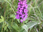 I letos spočítáme orchideje v mariánskolázeňském parku I letos spočítáme orchideje v mariánskolázeňském parku