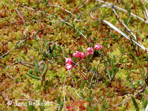 Krásenské rašeliniště - Oxyccocus palustris_J. Rolková