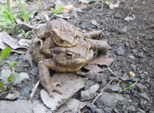 Ještě za bariérou - ropucha obecná