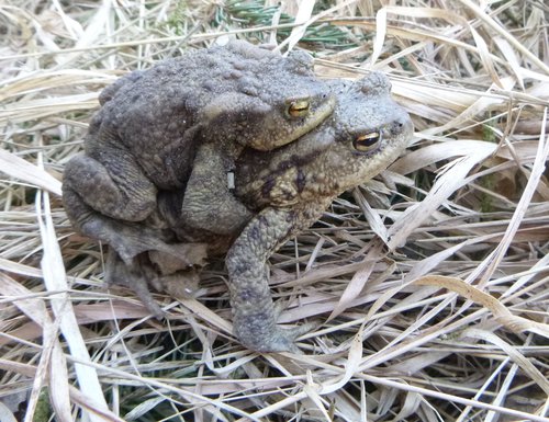 Putujeme spolu - ropucha obecná