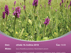 Za orchidejemi do parku v Mariánských Lázních 2018 Za orchidejemi do parku v Mariánských Lázních 2018