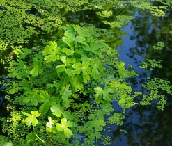 Mužský - návesní rybníček, pryskyřník lítý