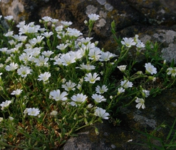 Rozkvetlý vrchol Mužského - rožec