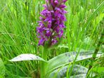 Orchidejové louky Staré Huti