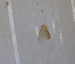 Lišejníkovec z čeledi Arctiidae-Přástevníkovití