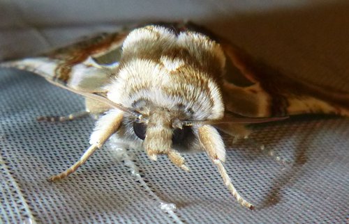 Můřice bělopásná (Habrysone pyritoides) z čeledi Drepanidae-Srpokřídleci (3)